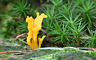 Yellow stagshorn (Calocera viscosa)